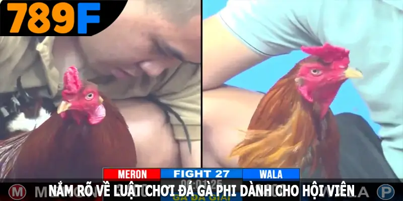 Nắm rõ về luật chơi đá gà Phi dành cho hội viên