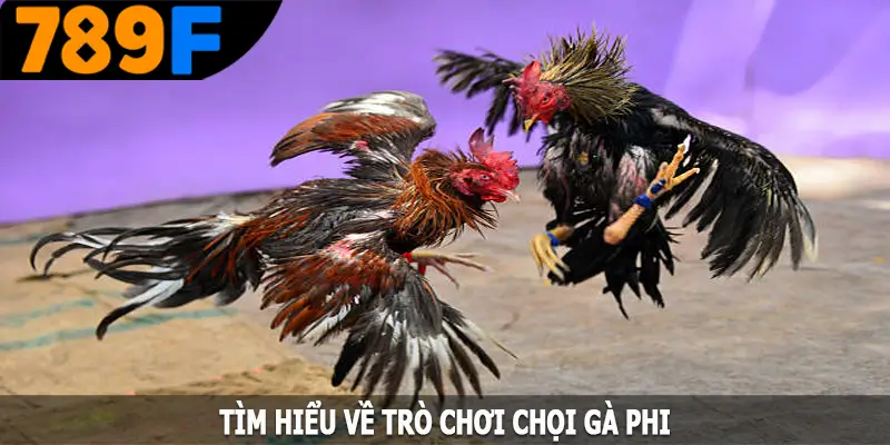 Tìm hiểu về trò chơi chọi gà Phi