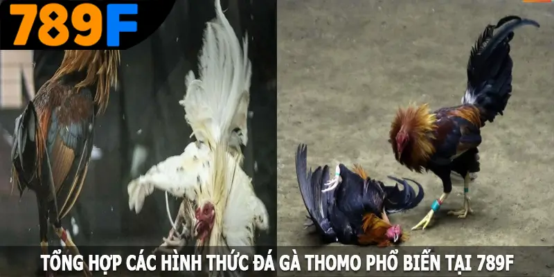 Tổng hợp các hình thức đá gà Thomo phổ biến tại 789F